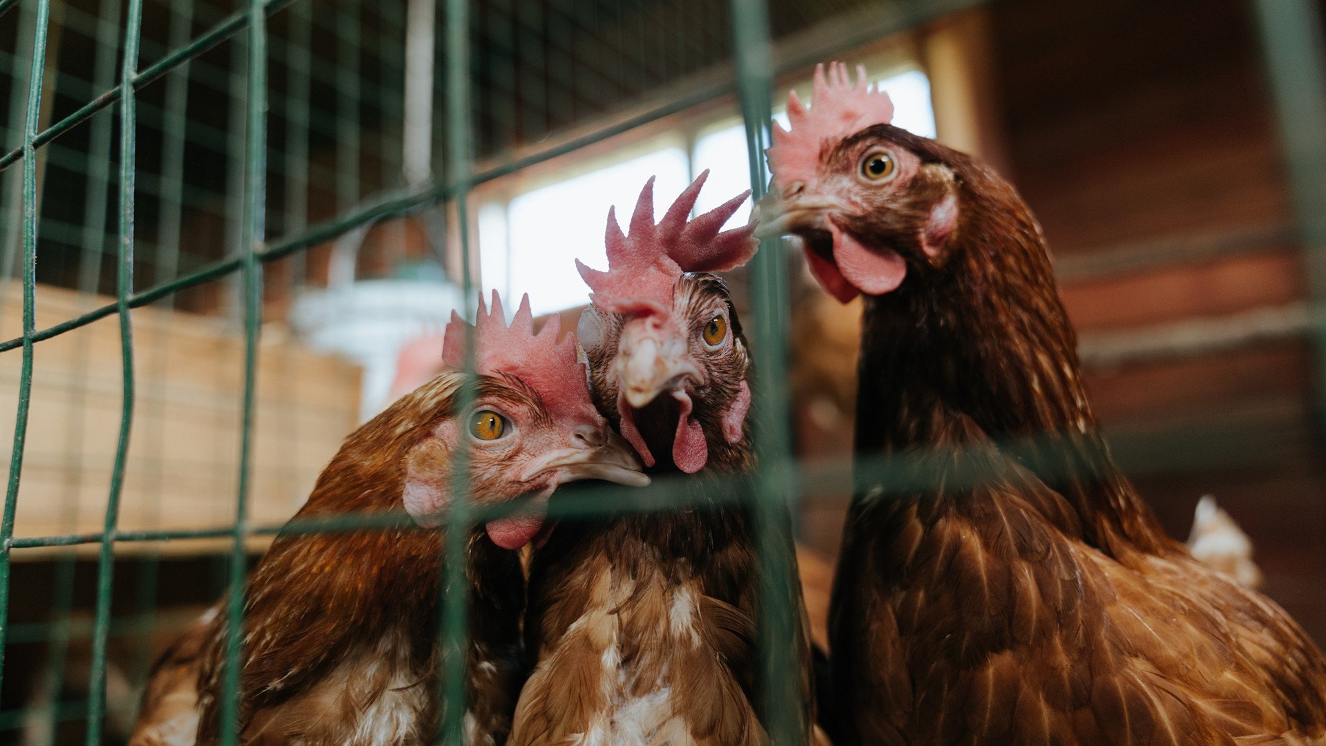 开云体育APP下载-一场蝴蝶效应，贝蒂斯的冷雨，如何浇灌出哈兰德的战神黄昏？