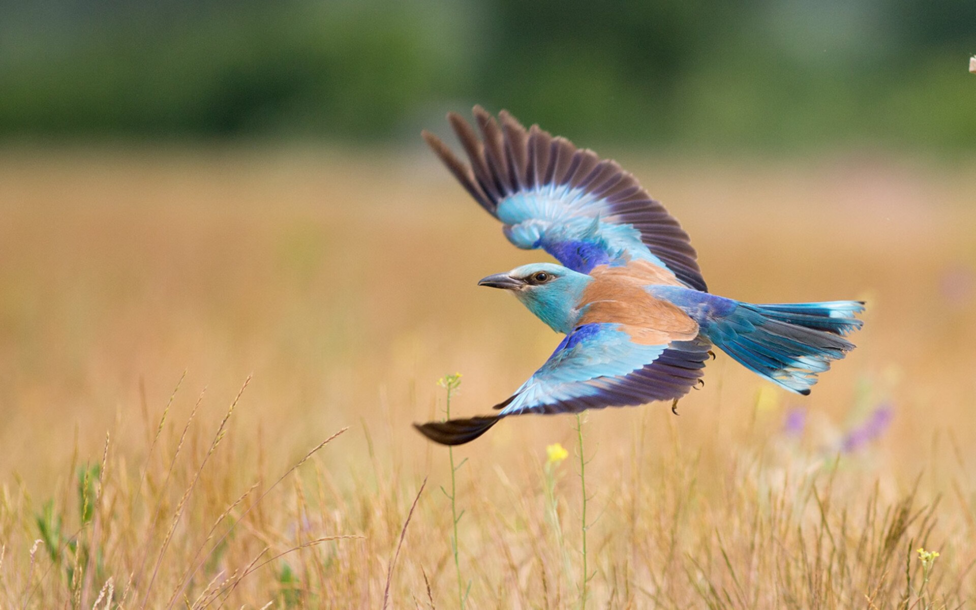 欧冠半决赛级攻防，德黑兰如何锁死阿尔及利亚的外交单刀？