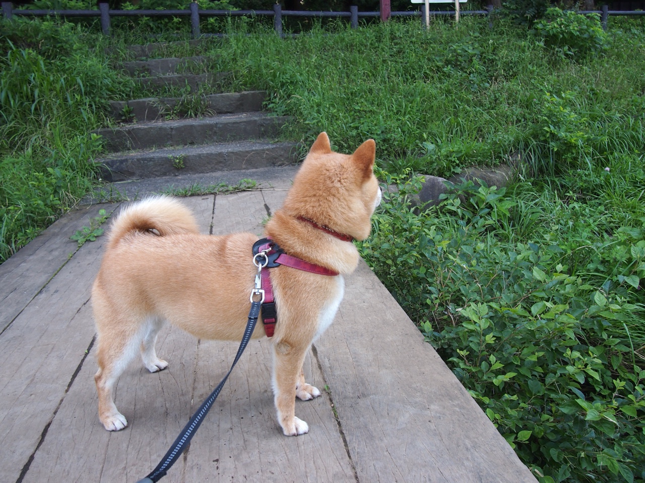 塔图姆的英雄时刻，在最需要他的那个夜晚，当众摘下伪巨星标签