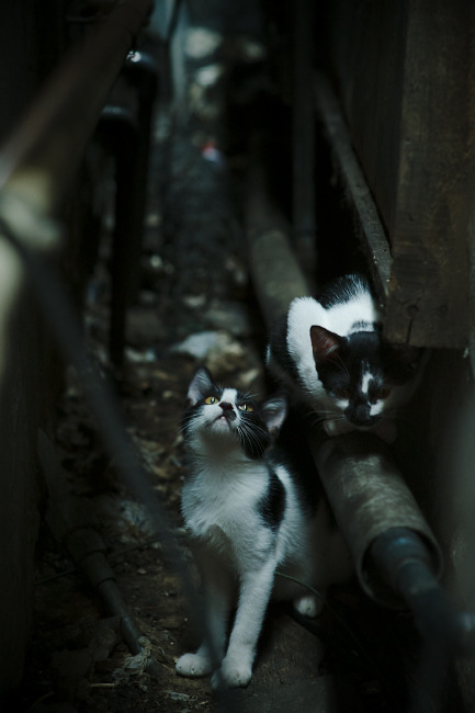 开云体育在线-冰与火之歌，当伦纳德在狂热的东决之夜露出微笑