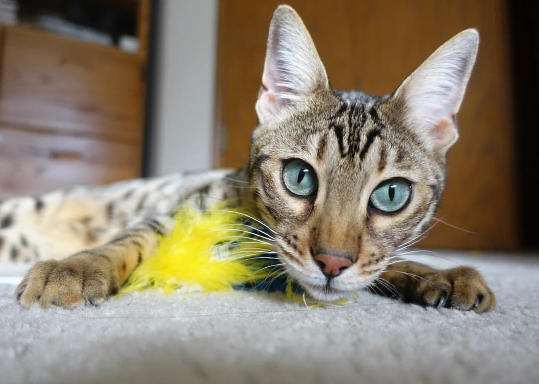 开云体育-陌生战场，唯一光芒，苏亚雷斯在洪都拉斯与埃及的航海地理中证明何为顶级