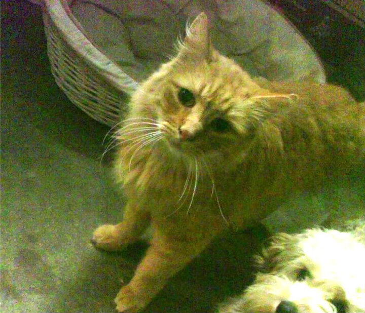 银幕暗面，F1街道赛的极限补完计划