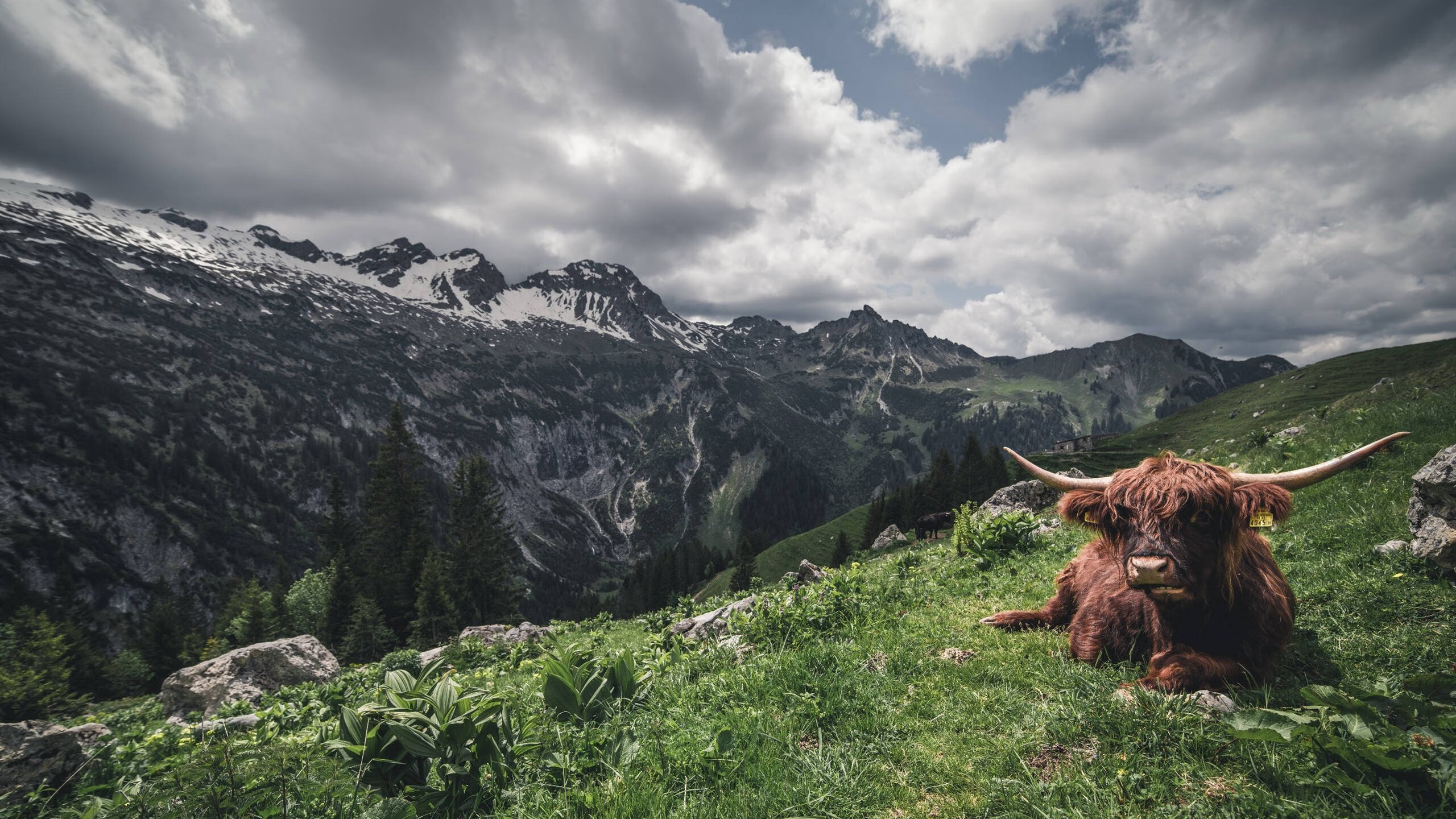 开云体育app-极速与终场，当F1巴林站胎温灼热时，吉林跨洋绝杀活塞
