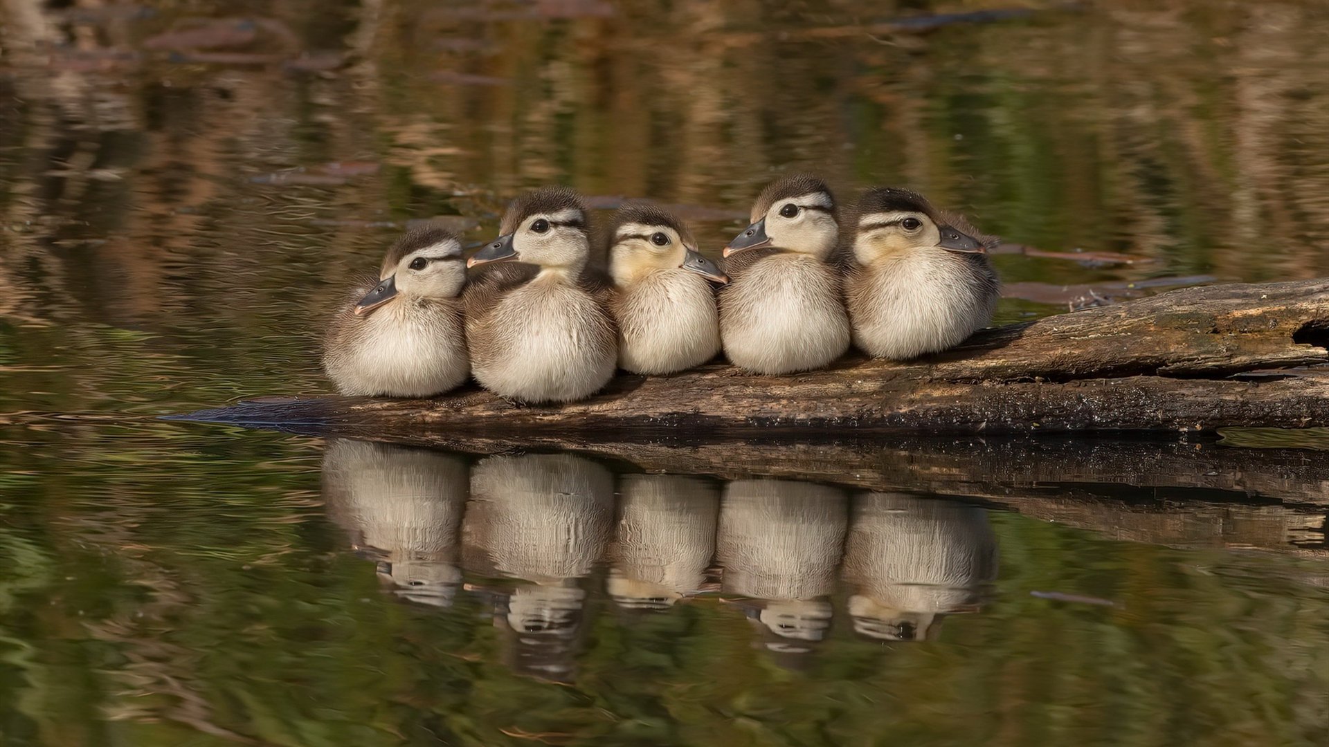 开云体育在线-鹈鹕飞越长城，拉文46分教科书表现击溃北京队