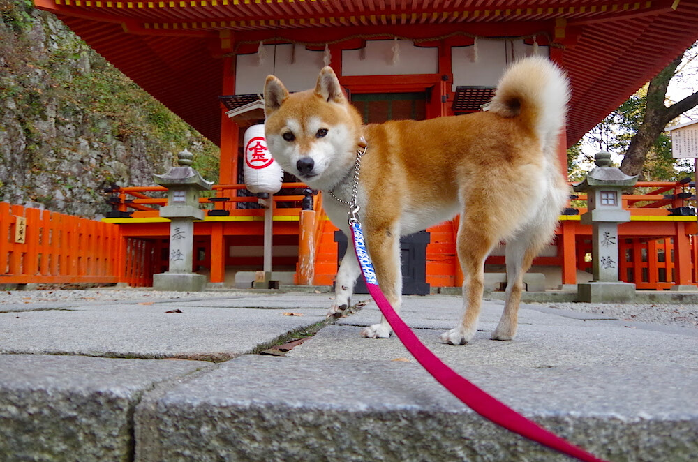 三巨头难挡关键先生!布伦森死亡时刻连得8分,快船双子星斩落雄鹿