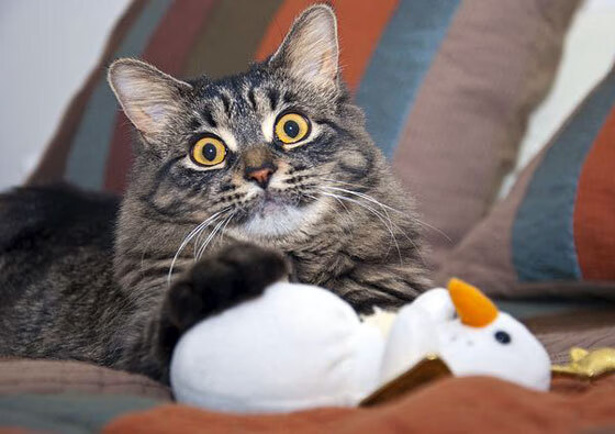 开云体育中国-京多安一锤定音，爱尔兰硬仗取胜安哥拉