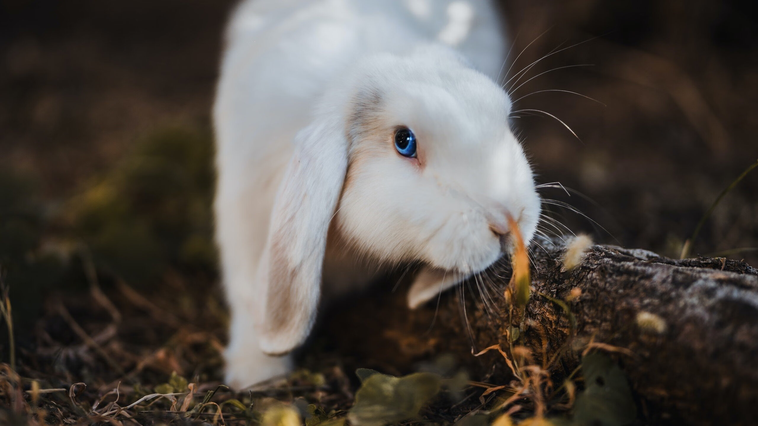 封锁亚平宁的萨赫勒城墙，2026世界杯塞内加尔的战术革命