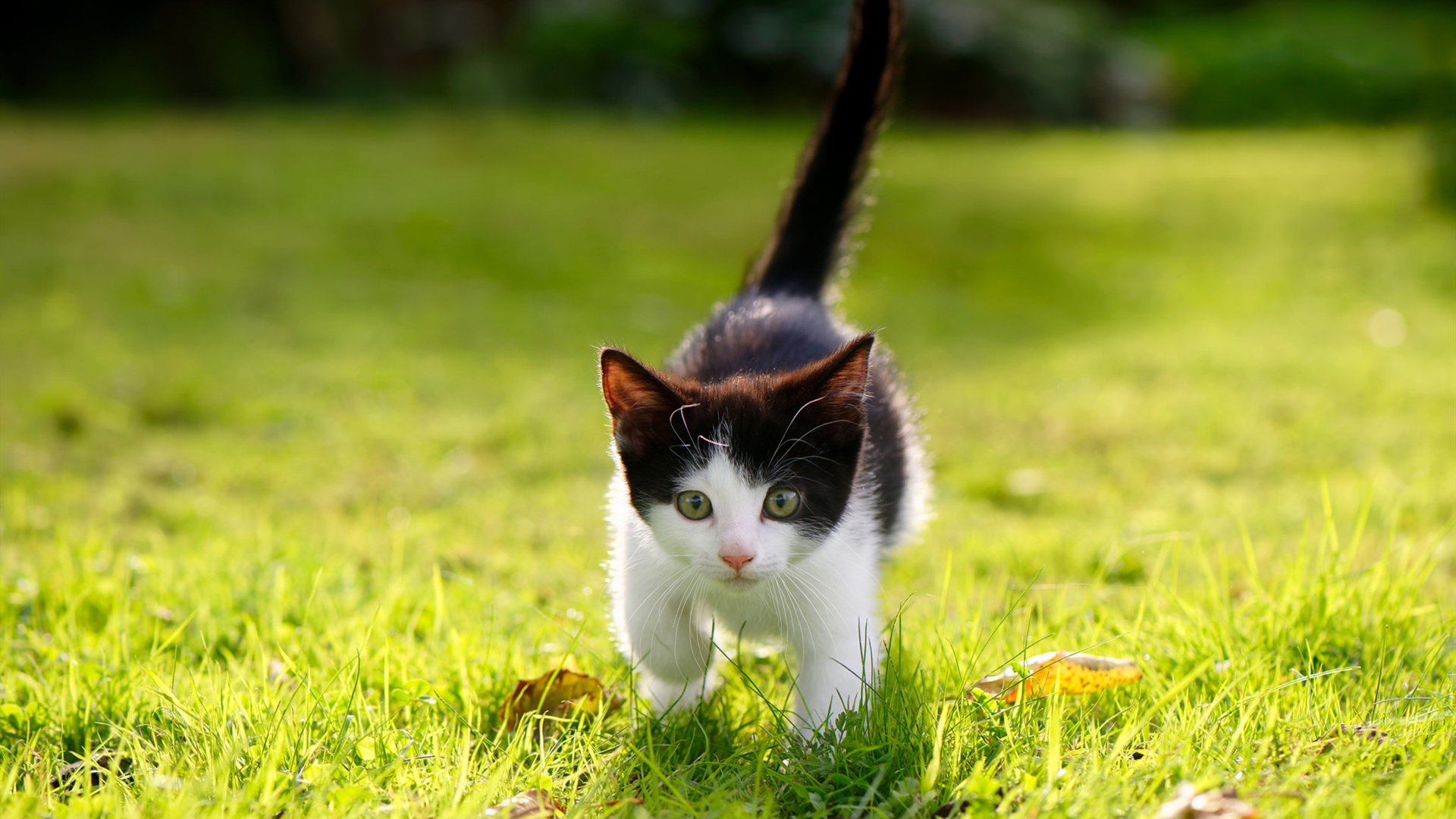 开云体育中国-F1街道赛之夜，现代角斗场上，马克西的技术恐怖降临