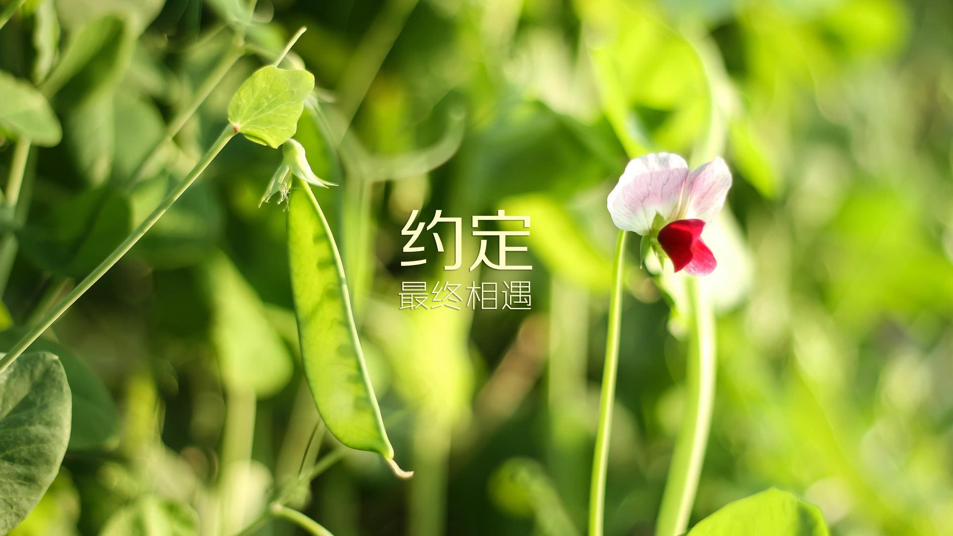 开云体育入口-制霸墨西哥之夜，奥亚尔萨瓦尔定义阿尔及利亚足球新高度